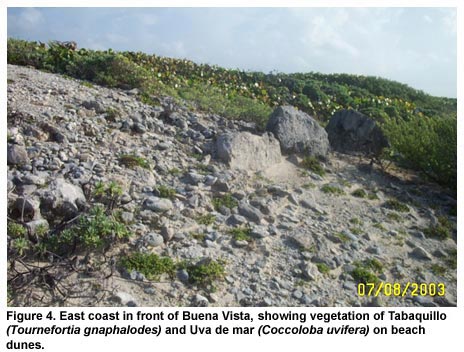 Figure 4. East coast in front of Buena Vista, showing vegetation of Tabaquillo (Tournefortia gnaphalodes) and Uva de mar (Coccoloba uvifera) on beach dunes.