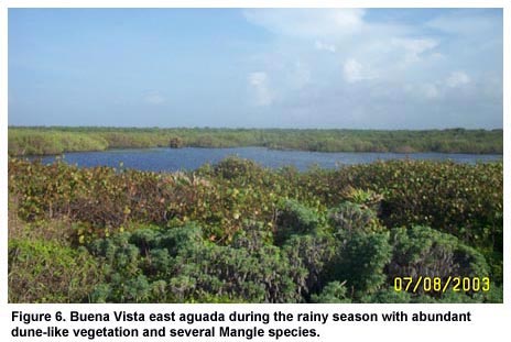 Figure 6. Buena Vista east aguada during the rainy season with abundant dune-like vegetation and several Mangle species.