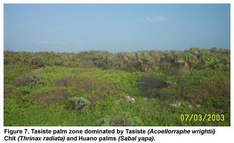 Figure 7. Tasiste palm zone dominated by Tasiste (Acoellorraphe wrightii) Chit (Thrinax radiata) and Huano palms (Sabal yapa).