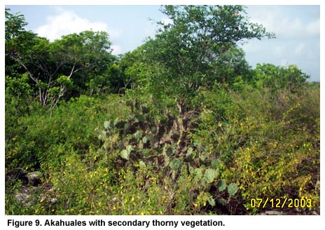 Figure 9. Akahuales with secondary thorny vegetation.