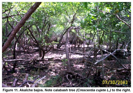 Figure 11. Akalche bajos. Note calabash tree (Crescentia cujete L.) to the right.