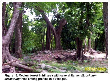 Figure 13. Medium forest in hill area with several Ramon (Brosimum alicastrum) trees among prehispanic vestiges.