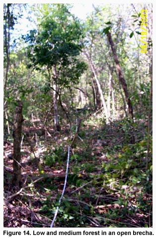 Figure 14. Low and medium forest in an open brecha.