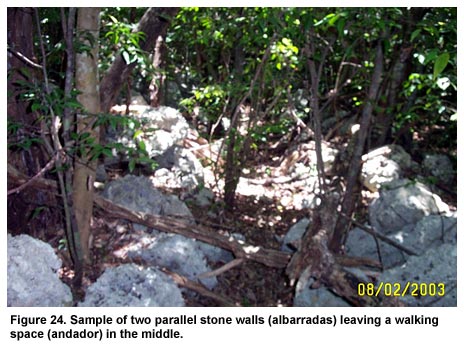 Figure 24. Sample of two parallel stone walls (albarradas) leaving a walking space (andador) in the middle.