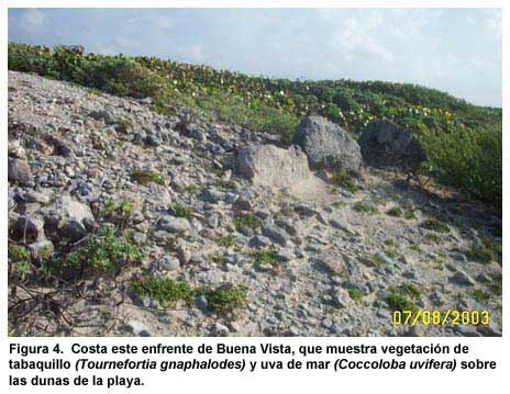 Figura 4. Costa este enfrente de Buena Vista, que muestra vegetación de tabaquillo (Tournefortia gnaphalodes) y uva de mar (Coccoloba uvifera) sobre las dunas de la playa.