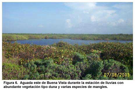 Figura 6. Aguada este de Buena Vista durante la estación de lluvias con abundante vegetación tipo duna y varias especies de mangles.