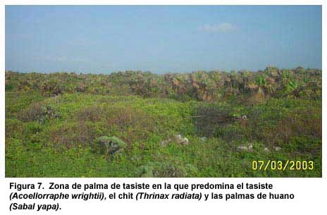 Figura 7. Zona de palma de tasiste en la que predomina el tasiste (Acoellorraphe wrightii), el chit (Thrinax radiata) y las palmas de huano (Sabal yapa).