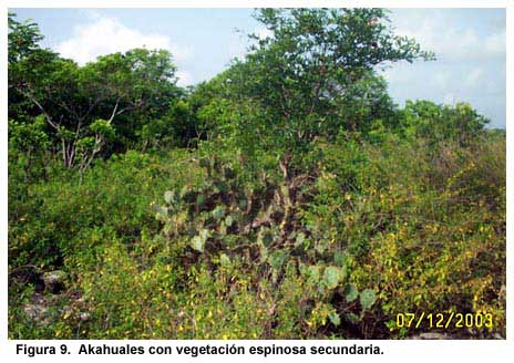 Figura 9. Akahuales con vegetación espinosa secundaria.