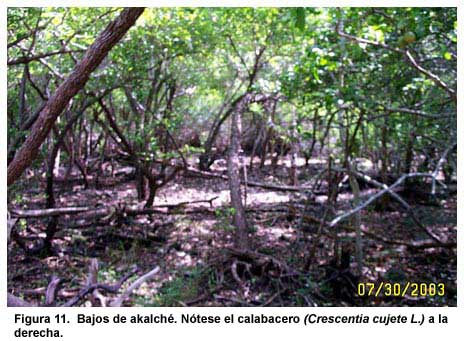 Figura 11. Bajos de akalché. Nótese el calabacero (Crescentia cujete L.) a la derecha.