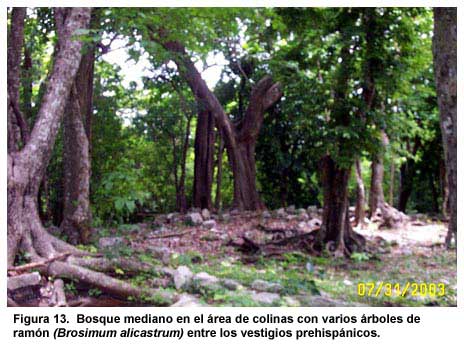 Figura 13. Bosque mediano en el área de colinas con varios árboles de ramón (Brosimum alicastrum) entre los vestigios prehispánicos.