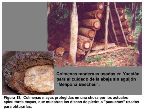 Figura 18. Colmenas mayas protegidas en una choza por los actuales apicultores mayas, que muestran los discos de piedra o "panuchos" usados para obturarlas.